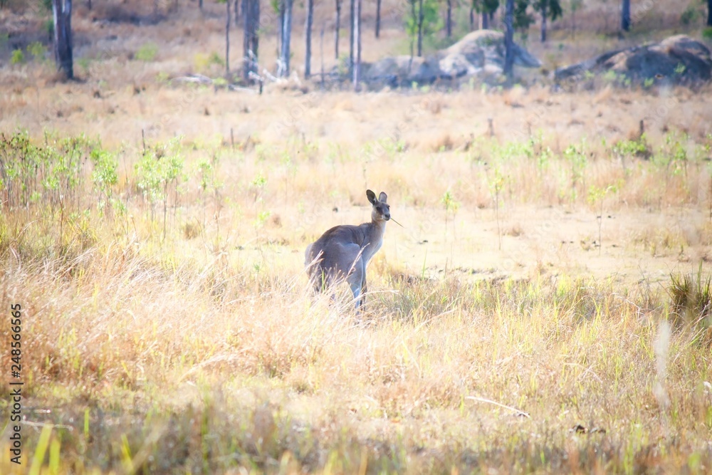 Eastern Grey Kangaroo Looking Back In Field, Queensland, Australia