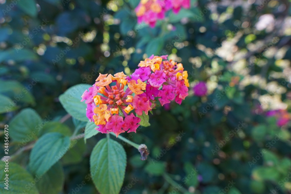 Closeup of Lantana Flowers camara on blurred leaves as a background (Lantana camara L., Verbenaceae, Cloth of gold, Hedge flower, Weeping lantana, White sage), Top view Closeup of Lantana Flowers camara on blurred leaves as a background (Lantana camara L., Verbenaceae, Cloth of gold, Hedge flower, Weeping lantana, White sage), Top view