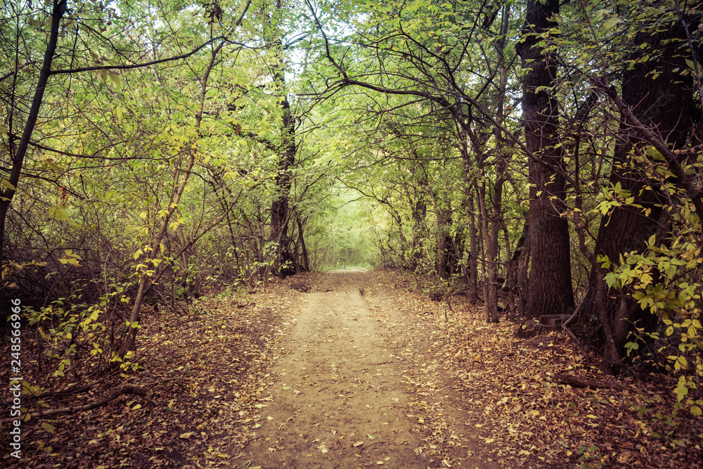 Obraz premium Landscape dirt forest road in autumn