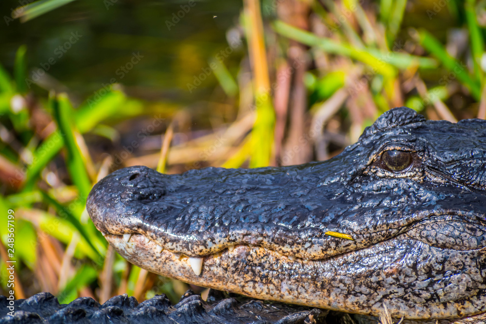A large American Alligator in Everglades National Park, Florida A large American Alligator in Everglades National Park, Florida