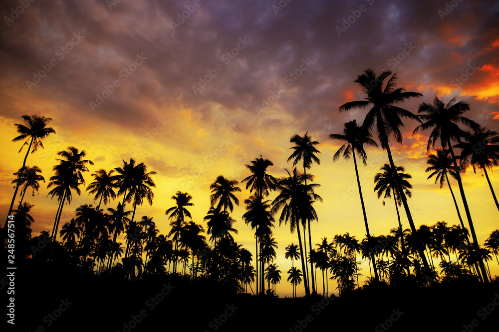 Palm tree at sunset with colorful.