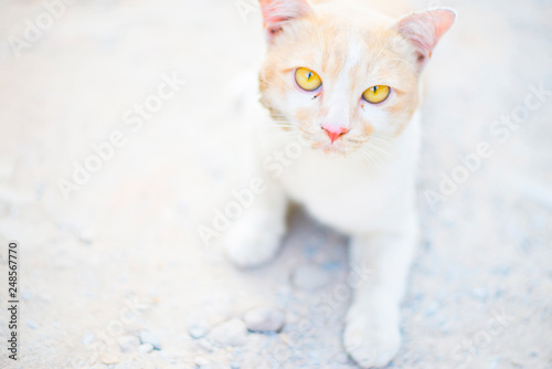 White tones and faces and bright eyes of cat