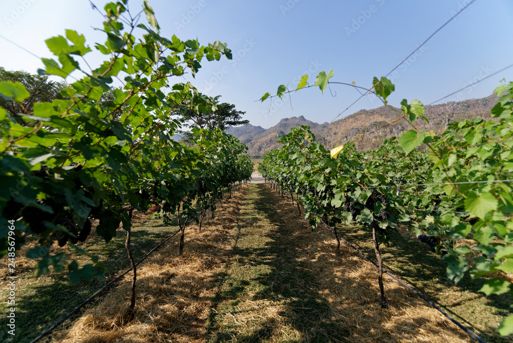 Naklejka premium Grapes field