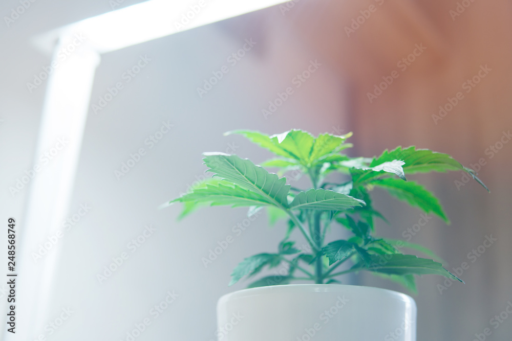 Cannabis Plant Growing. Vegetation period. Growing marijuana at home. Marijuana leaves. Close up. Indoor cultivation concept of growing under artificial light.