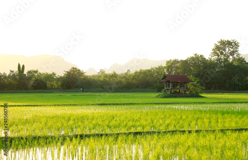 Small hut in local rice farm with sun light in evening 