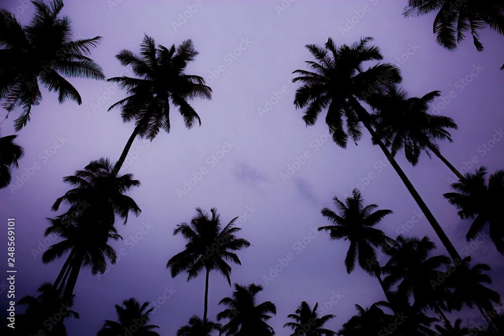 Silhouette of palm tree.