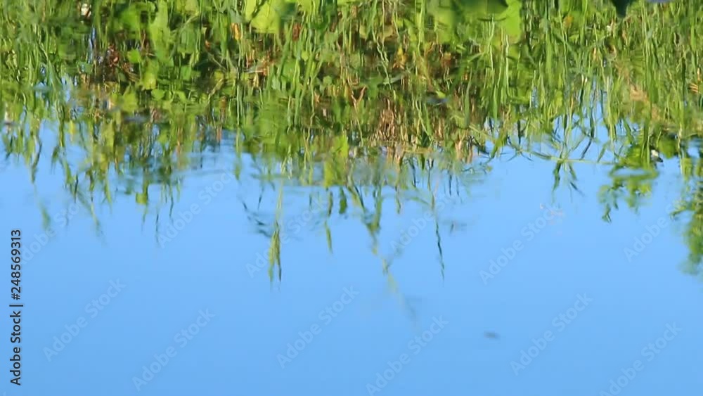 reflection of plant in the river , Chiangmai Thailand reflection of plant in the river , Chiangmai Thailand