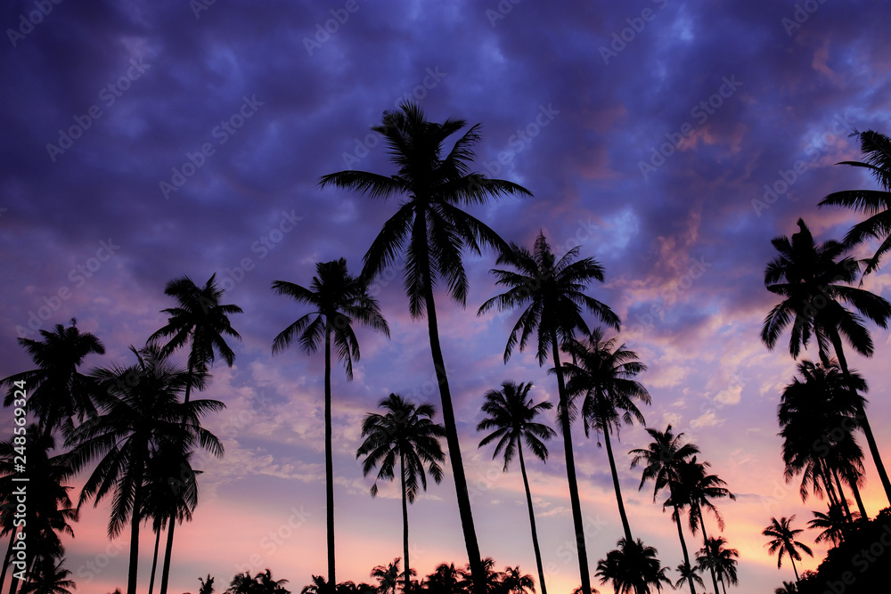 Silhouette palm tree at purple sky.