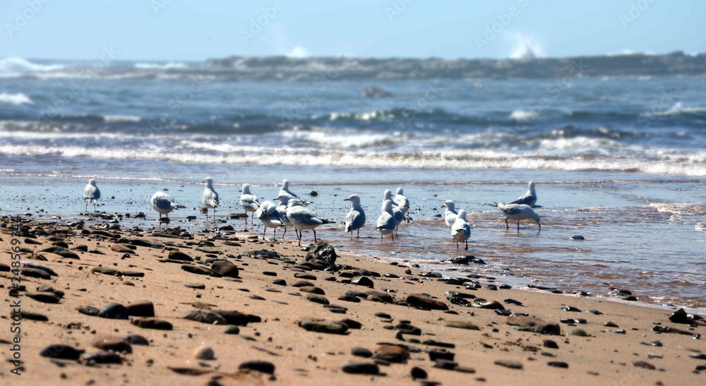 Seagulls foraging along the coastal sand beach at low tide Seagulls foraging along the coastal sand beach at low tide