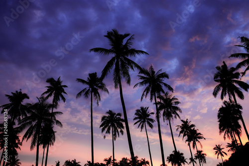 Silhouette palm tree at purple sky.