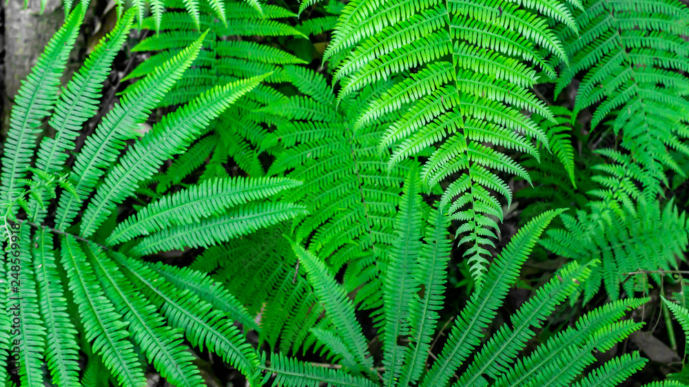 close up of green fern leaves in the forest