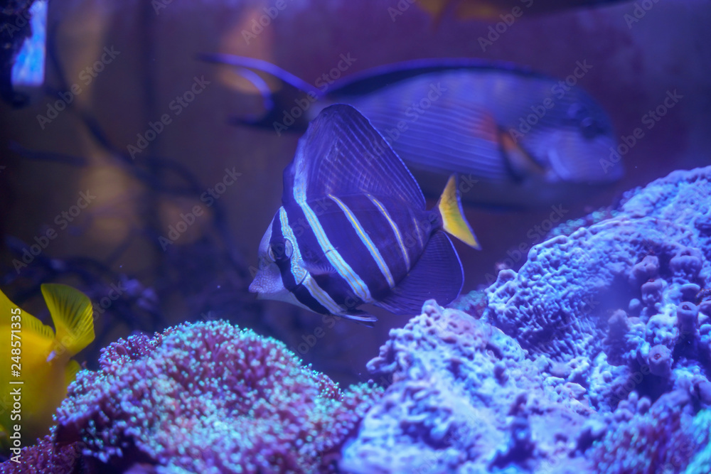 Fototapeta premium Sailfin tang (Zebrasoma veliferum) swimming in reef tank