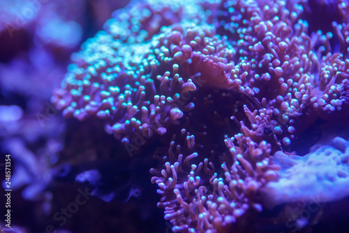 Close up of Blue Hairy Mushroom Coral..(Rhodactis indosinensis)