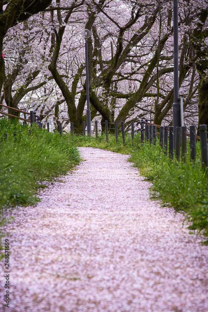 桜並木　散歩道　花びら　散る