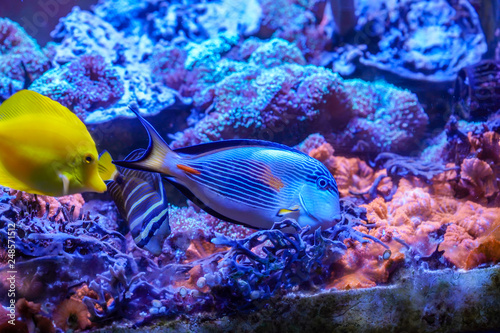 Sohal surgeonfish (Acanthurus sohal) swimmingwith yellow tang