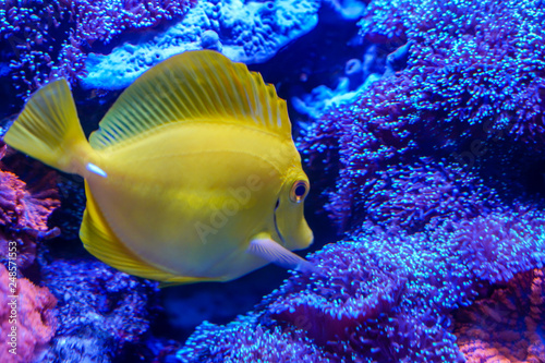 Yellow tang (Zebrasoma flavescens) finding something to eat
