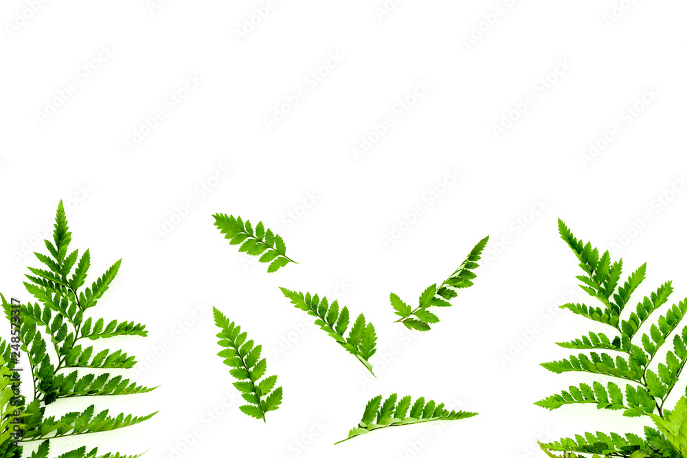 Fern leaves on white background top view border copy space. Spring background Fern leaves on white background top view border copy space. Spring background