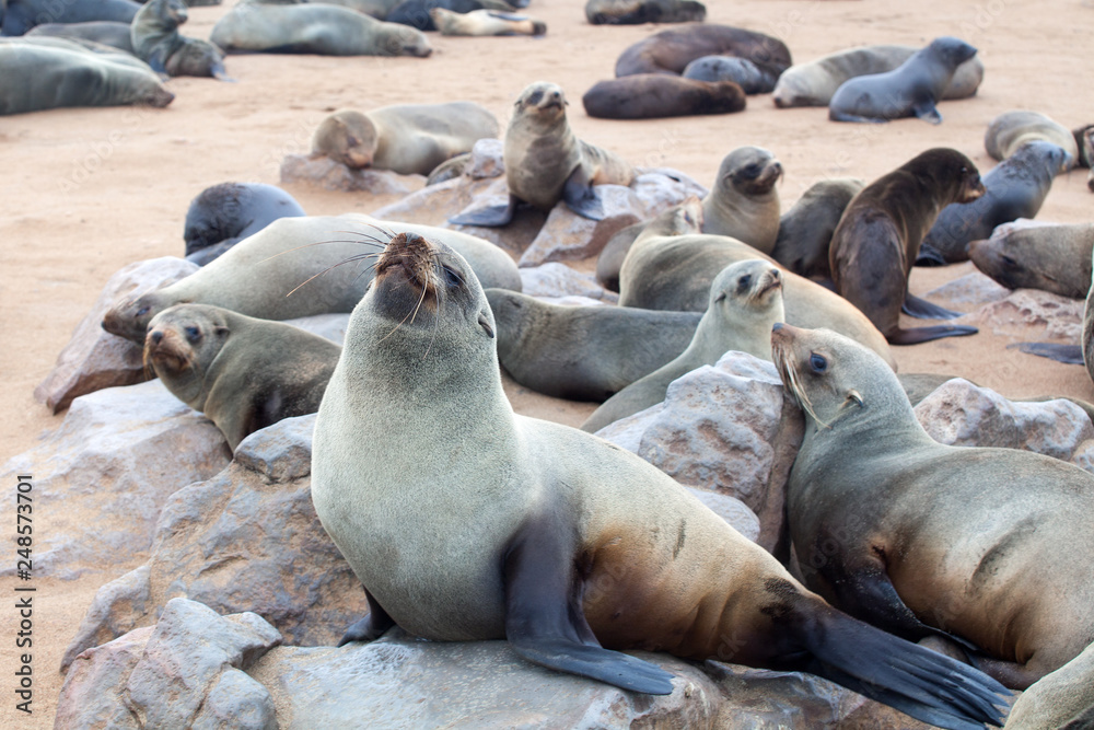 Fototapeta premium Colony of Eared Brown Fur Seals at Cape Cross, Skeleton Coast, Atlantic ocean, national park and Cape fur seals reserve protected area in Namibia, South Africa, fur seals rookery close up