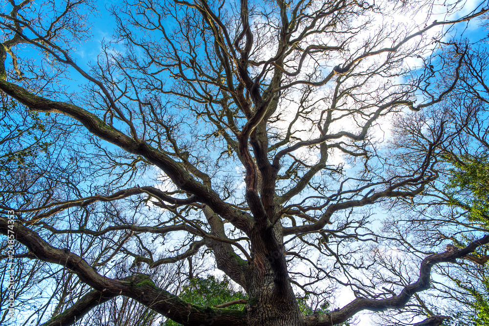 Winter Oak Trees in Quarry Wood Nature Reserve, Crowhurst, East Sussex, England Winter Oak Trees in Quarry Wood Nature Reserve, Crowhurst, East Sussex, England