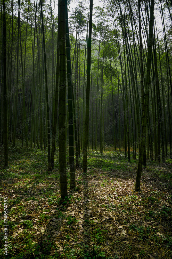 Yunxi Bamboo Trail, Spring Outing