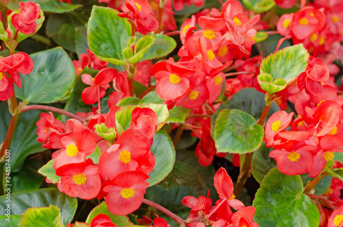 close up of blooming begonia cucullata or wax begonia photo