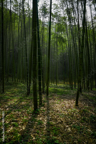 Yunxi Bamboo Trail, Spring Outing