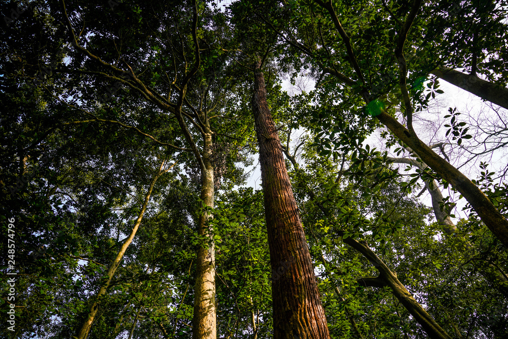 Fototapeta premium Yunxi Bamboo Trail, Spring Outing