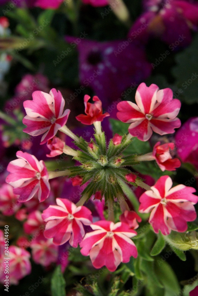 fleur fleur