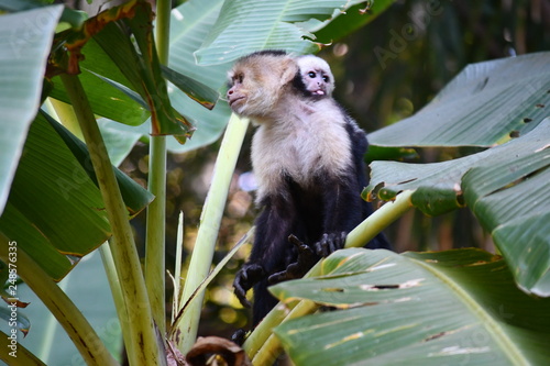 Capuchins on a branch