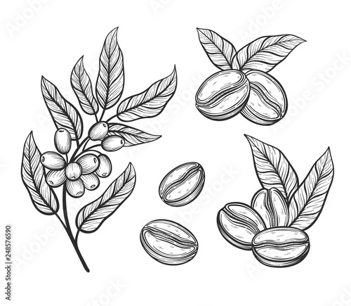 Coffee tree branch with leaves and beans. Coffee grains in graphic style hand drawn vector illustration.