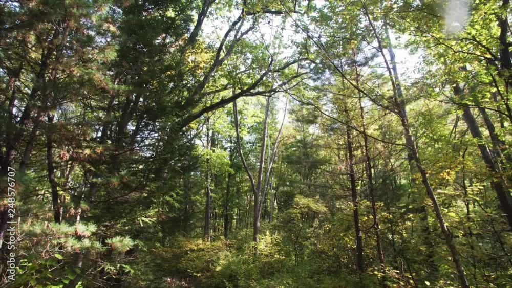 View from a truck: driving offroad through deep forest of Nature Reserve. Russia View from a truck: driving offroad through deep forest of Nature Reserve. Russia