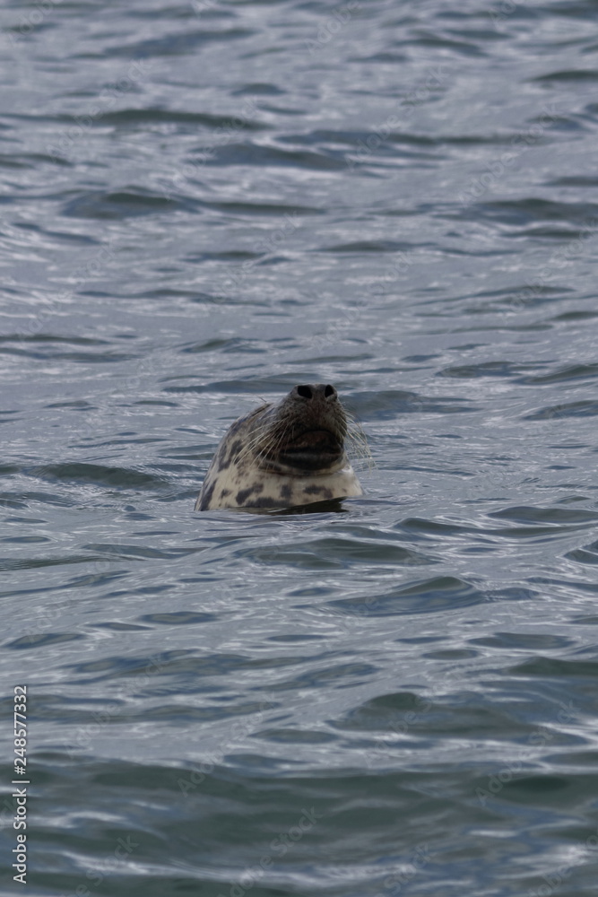 Fototapeta premium grey seal