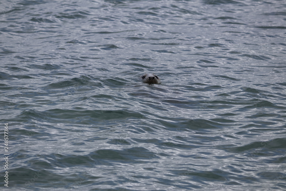Naklejka premium grey seal