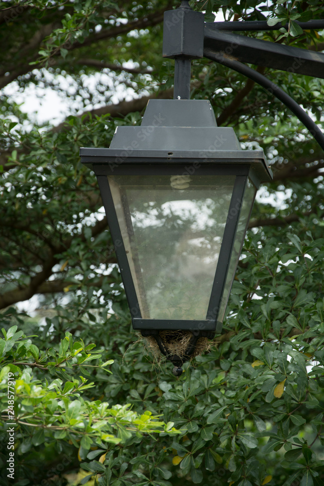 Street lamp with a nest below