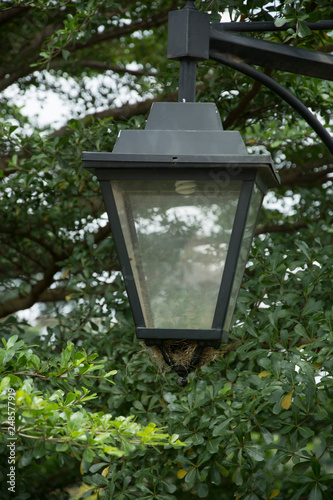 Street lamp with a nest below