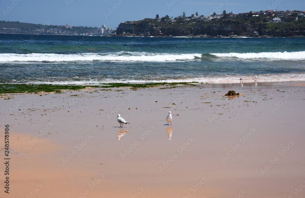Seagulls foraging along the coastal sand beach at low tide Seagulls foraging along the coastal sand beach at low tide