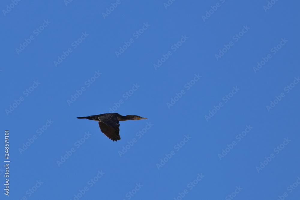 Obraz premium ile de batz