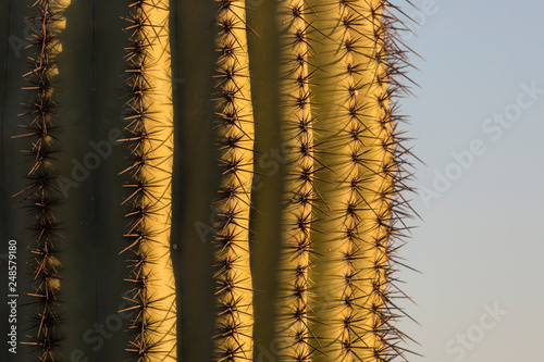 Up-Close shot of a Saguaro cactus in Saguaro National Park (Tucson, Arizona).