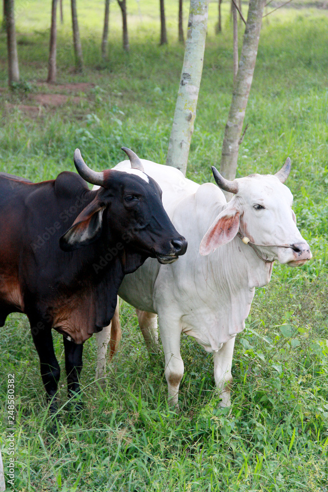 Cows Cows