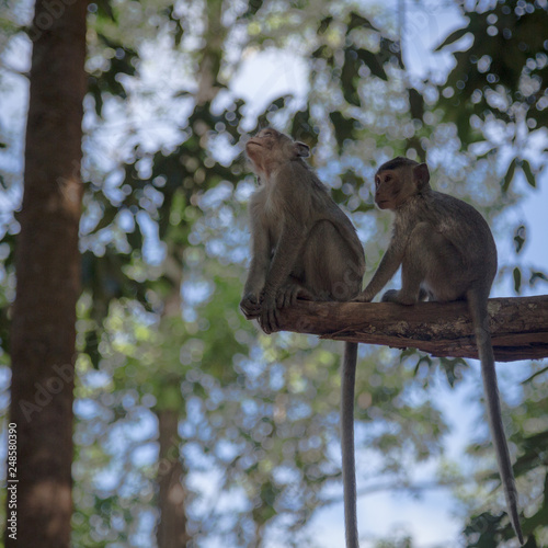 Angkor Wat Temple Monkeys 