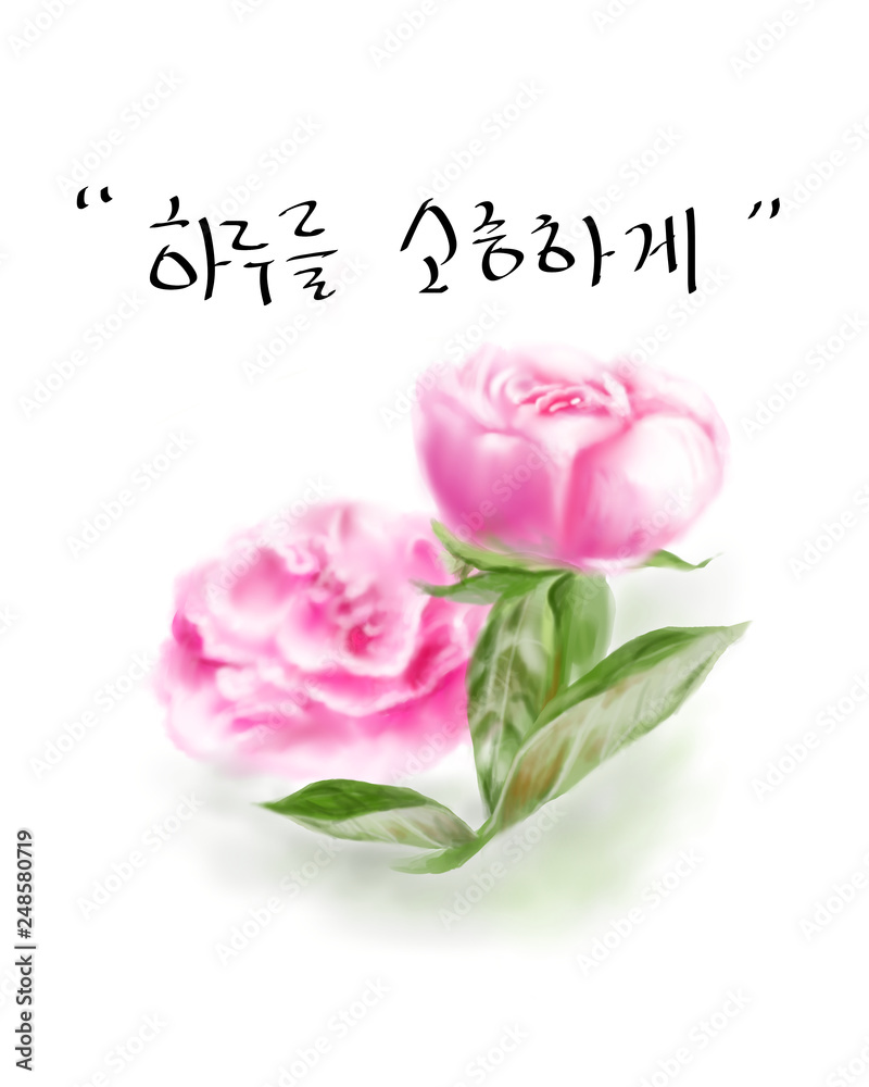 모란꽃 모란꽃