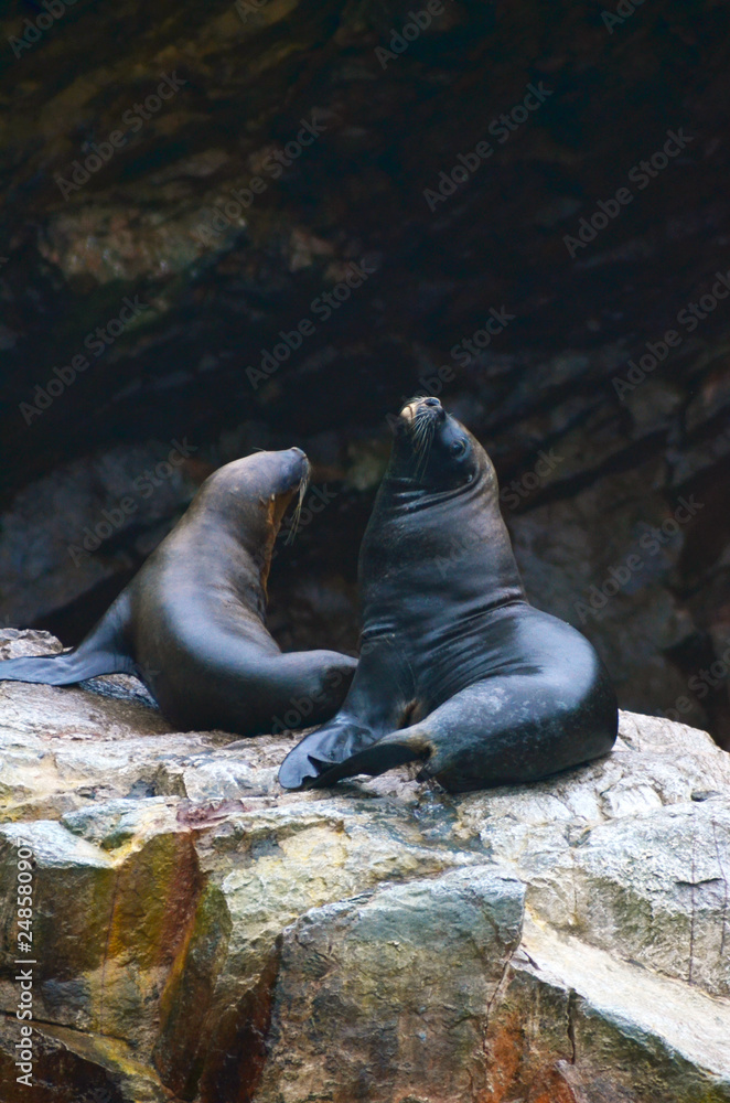 Fototapeta premium Wild life in the sea