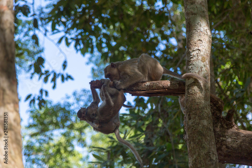 Angkor Wat Temple Monkeys 