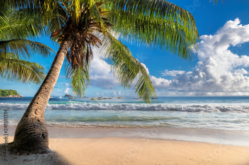 Coco palm on beautiful sandy beach at sunrise in paradise island.