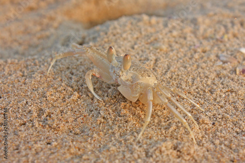 crab on the beach in Varkala, India photo