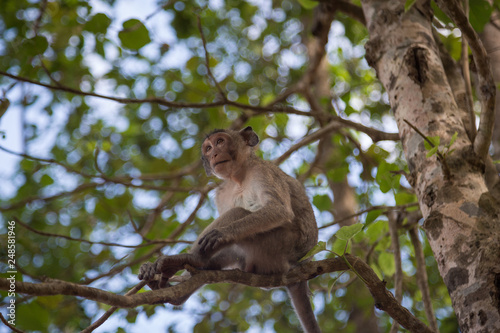 Angkor Wat Temple Monkeys 
