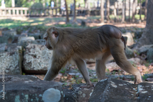 Angkor Wat Temple Monkeys 
