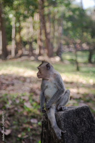 Angkor Wat Temple Monkeys 