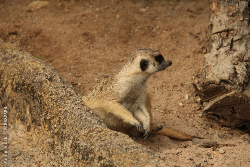 Fototapeta premium gopher, rodent, squirrel, desert animal, mink, zoo, Thailand