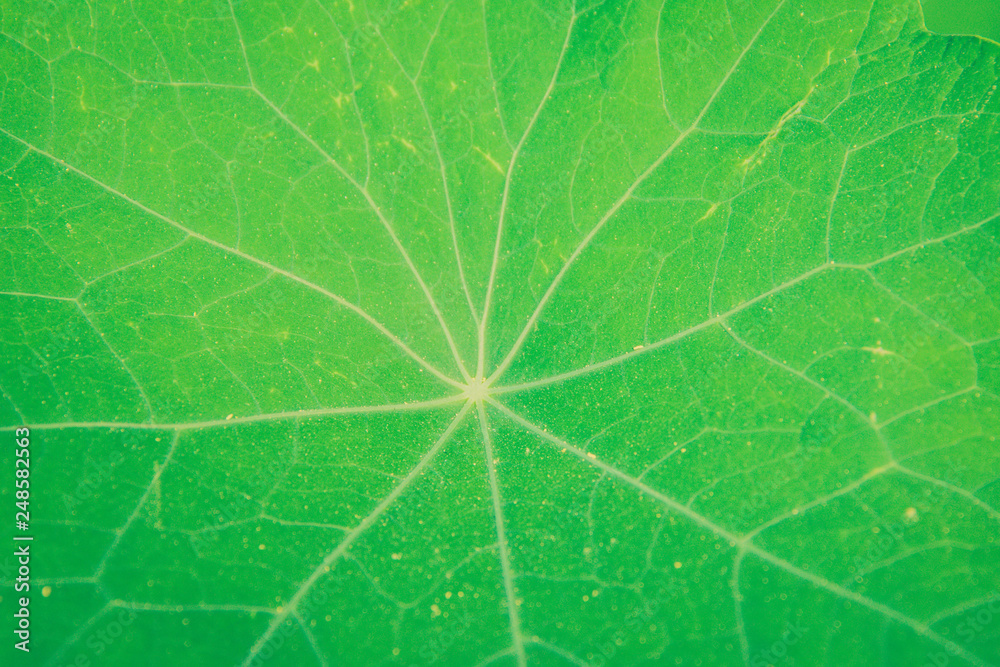 Green leaf close-up background. Textured surface with veins. Green leaf close-up background. Textured surface with veins.